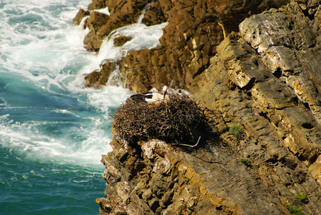 Stork nest at the edge of the cliff, Cabo Sardao, Alentejo, Portugalの写真素材