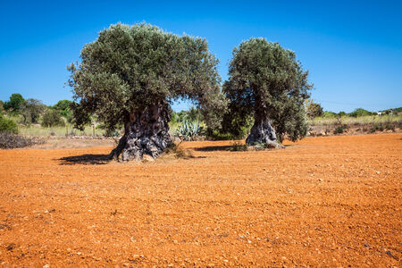 Ibiza island landscape with agriculture fields on red clay soilの写真素材
