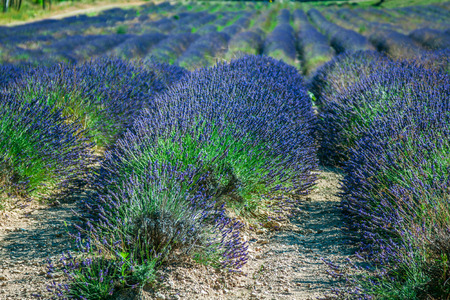 Garden flowers Lavender colorful backgroundの写真素材
