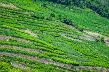 the swiss alpine town of martigny surrounded by vineyards and mountainsの写真素材