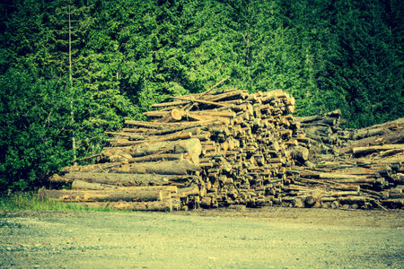 Deforested cut tree wood in forest