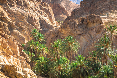 Mountain oasis Chebika at border of Sahara, Tunisia, Africaの写真素材