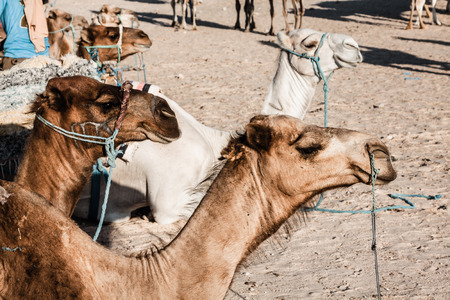 Arabian camel or Dromedary also called a one-humped camel in the Sahara Desert, Douz, Tunisiaの写真素材