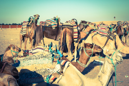 Beduins leading tourists on camels at short tourist tour around the beginning so called Doors of Sahara desert,Douz,Tunisiaの写真素材