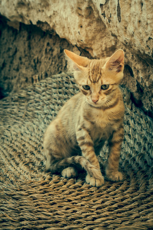 Tabby Cat looks into cameraの写真素材