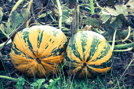 pumpkins on the fieldの写真素材