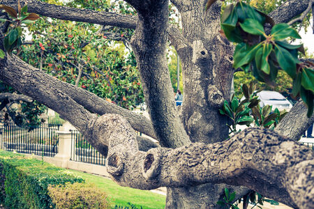 The Royal Palace gardens, Aranjuez,Community of Madrid,Spain,Europeのeditorial素材