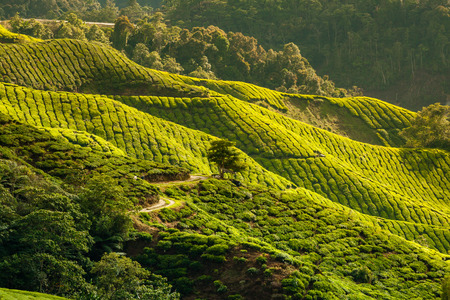 Landscape with tea plantation Cameron highlands, Malaysiaの写真素材