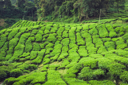 Landscape with tea plantation Cameron highlands, Malaysiaの写真素材