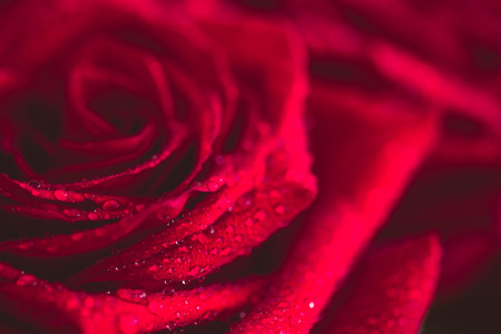 Beautiful red rose macro shot close up. Valentines Day