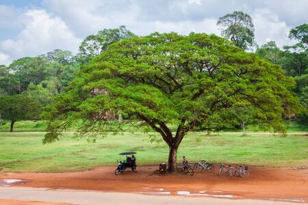 Angkor Thom gardens in front the Elephants Terrace within the Angkor Temples, Cambodiaの写真素材