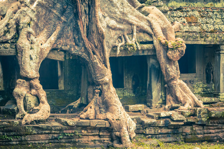 Tree root overgrowing parts of ancient Preah Khan Temple at angkor Wat Area in Cambodiaの写真素材
