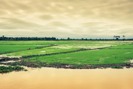 Cambodian rice fieldsの写真素材
