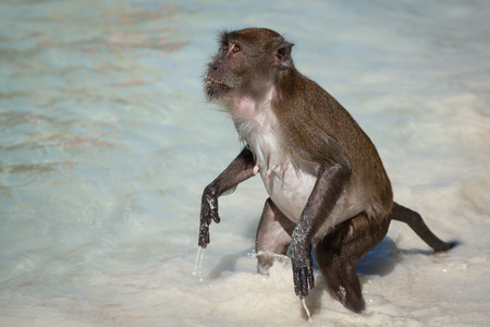 Monkey at the Monkey beach in Koh phi phi island,Thailandの写真素材