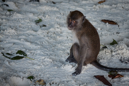 Monkey at the Monkey beach in Koh phi phi island,Thailandの写真素材