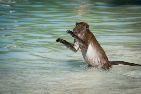 Monkey at the Monkey beach in Koh phi phi island,Thailandの写真素材