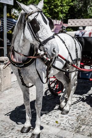 Typical horse drawn carriage in Plaza de Espana. Seville. Spain.の写真素材