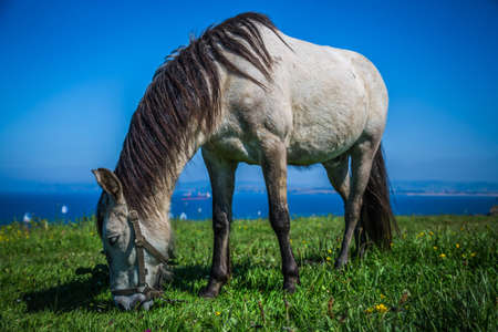 White horse with saddle at the Santander. Blurred sea in the background.