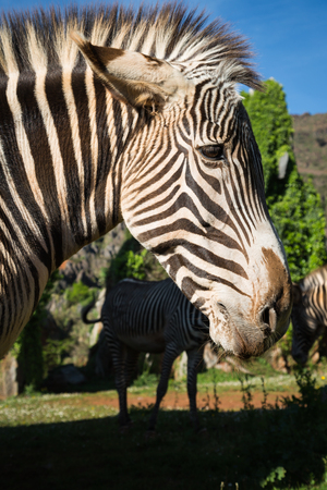 A beautiful African zebra in his natural environmentの写真素材