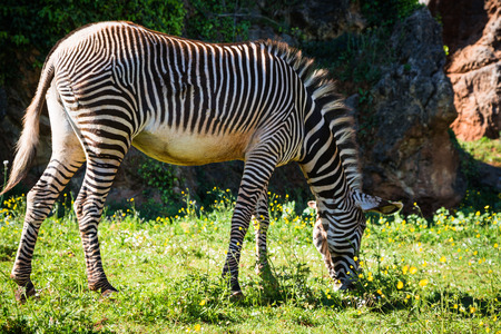 A beautiful African zebra in his natural environmentの写真素材