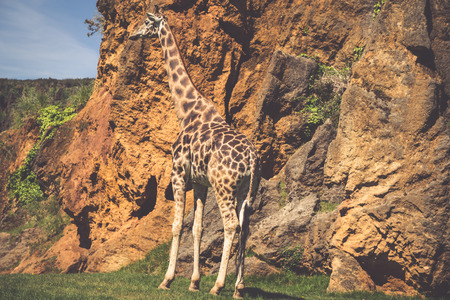 Eating giraffe on safari wild driveの写真素材