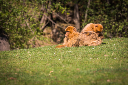 Closeup of barbary macaque monkey in Gibraltar