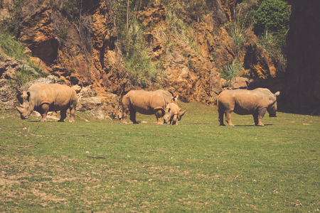 African rhinoceroses (Diceros bicornis minor) on the Masai Mara National Reserve safari in southwestern Kenya.の写真素材