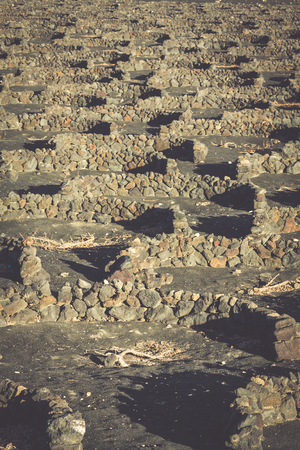 Vineyards in La Geria, Lanzarote, canary islands, Spain.の写真素材