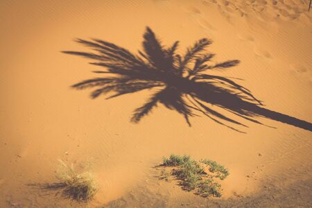 Palm tree in Erg Chebbi, at the western edge of the Sahara Desertの写真素材