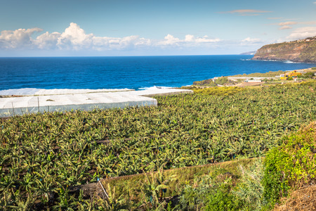 Banana plantation on Canary Island Tenerife, Spainの写真素材