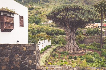 Famous Dragon Tree Drago Milenario in Icod de los Vinos Tenerife, Canary Islandsのeditorial素材