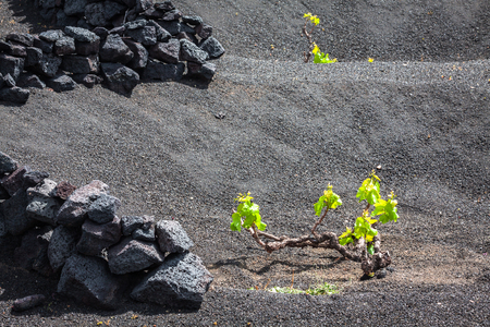 Vineyards in La Geria, Lanzarote, canary islands, Spain.の写真素材