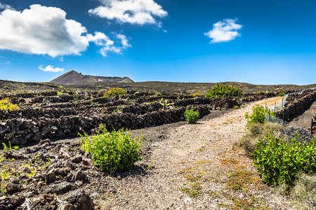 field in rural area with blue sky near Hariaの写真素材
