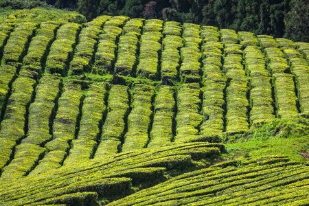 Tea plantation in Porto Formoso. Amazing landscape of outstanding natural beautyの写真素材