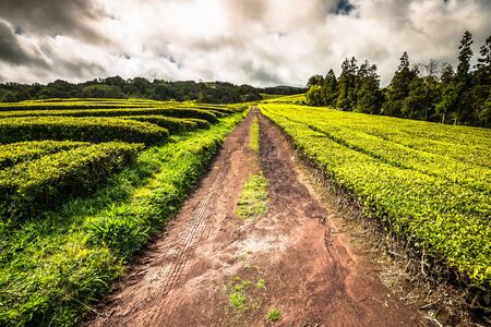 Tea plantation in Porto Formoso on the north coast of the island of sao miguel. The Azores are one of the main tourist destinations for holidays in Portugal.の写真素材