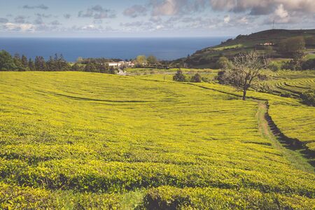 Tea plantation in Porto Formoso. Amazing landscape of outstanding natural beautyの写真素材