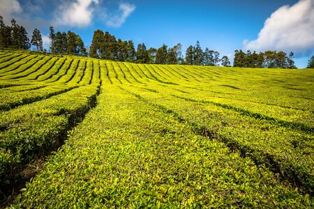 Tea plantation in Porto Formoso on the north coast of the island of sao miguel. The Azores are one of the main tourist destinations for holidays in Portugal.の写真素材