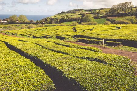 Portugal Azores Islands Sao Miguel tea plantationの写真素材