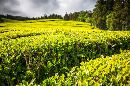 Portugal Azores Islands Sao Miguel tea plantationの写真素材