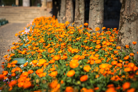 potted plants and flowers on the streets of Cordoba,Spainの写真素材