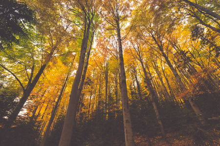 colorful tree branches in sunny forest, autumn natural backgroundの写真素材