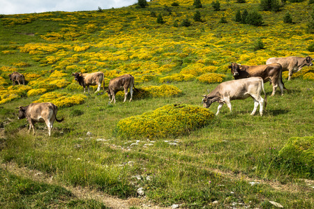 Cows in the mountains - pyrenees,Spainのeditorial素材