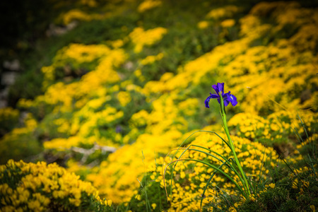blue flowers field on a mount slopeの写真素材