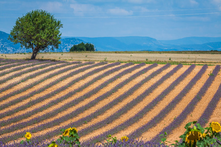 Lavender field. The plateau of Valensole in Provenceの写真素材