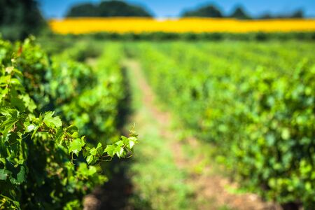 The vineyards along the famous wine route in Alsace, Franceの写真素材