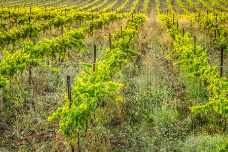 The vineyards along the famous wine route in Alsace, Franceの写真素材