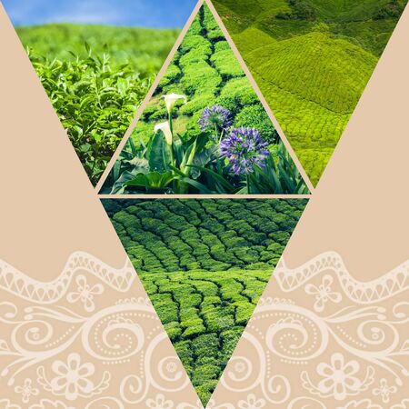 Collage of Malaysia, tea plantation in Cameron Highlandsの写真素材