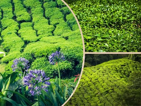 Collage of Malaysia, tea plantation in Cameron Highlandsの写真素材