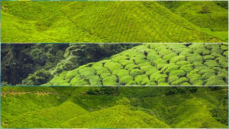 Collage of Malaysia, tea plantation in Cameron Highlandsの写真素材
