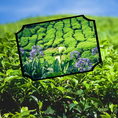 Collage of Malaysia, tea plantation in Cameron Highlandsの写真素材